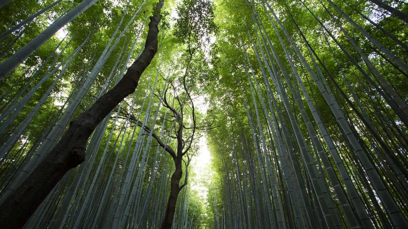 吃瓜每日大赛案例：年度盛典